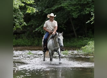 American Quarter Horse, Klacz, 6 lat, 145 cm, Siwa