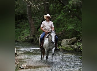 American Quarter Horse, Klacz, 6 lat, 145 cm, Siwa
