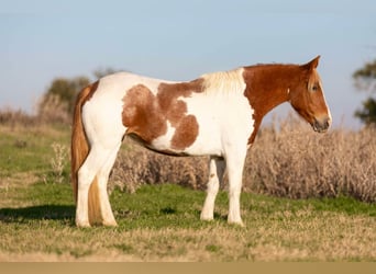 American Quarter Horse, Klacz, 6 lat, 145 cm, Tobiano wszelkich maści