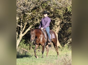 American Quarter Horse, Klacz, 6 lat, 147 cm, Ciemnokasztanowata