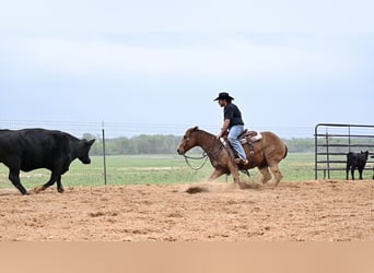 American Quarter Horse, Klacz, 6 lat, 147 cm, Cisawa