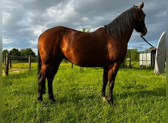 American Quarter Horse, Klacz, 6 lat, 147 cm