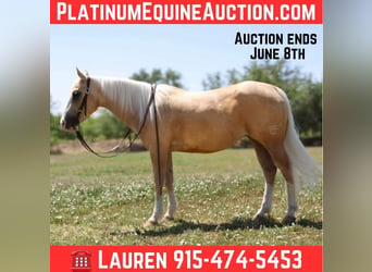 American Quarter Horse, Klacz, 6 lat, 147 cm, Izabelowata