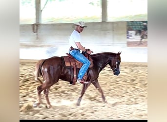 American Quarter Horse, Klacz, 6 lat, 147 cm, Kasztanowata