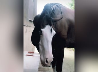 American Quarter Horse, Klacz, 6 lat, 147 cm, Srokata