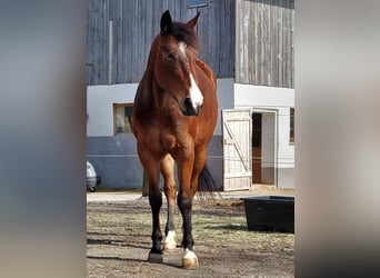 American Quarter Horse, Klacz, 6 lat, 148 cm, Gniada