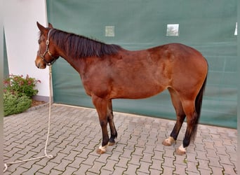 American Quarter Horse, Klacz, 6 lat, 148 cm, Gniada
