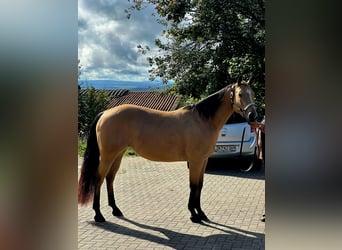 American Quarter Horse, Klacz, 6 lat, 148 cm, Jelenia