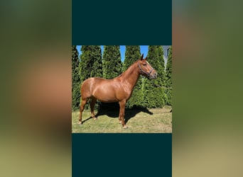 American Quarter Horse, Klacz, 6 lat, 148 cm, Kasztanowata