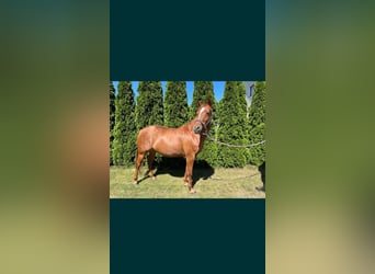 American Quarter Horse, Klacz, 6 lat, 148 cm, Kasztanowata