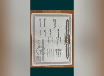 American Quarter Horse, Klacz, 6 lat, 148 cm, Kasztanowata