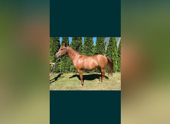American Quarter Horse, Klacz, 6 lat, 148 cm, Kasztanowata