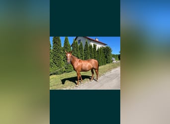 American Quarter Horse, Klacz, 6 lat, 148 cm, Kasztanowata