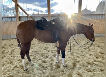 American Quarter Horse, Klacz, 6 lat, 149 cm, Kasztanowata