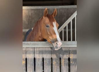 American Quarter Horse, Klacz, 6 lat, 149 cm, Kasztanowata