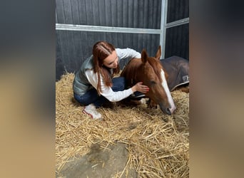 American Quarter Horse, Klacz, 6 lat, 149 cm, Kasztanowata