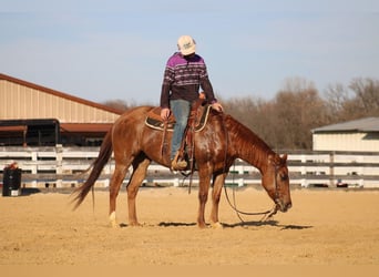 American Quarter Horse, Klacz, 6 lat, 150 cm, Bułana