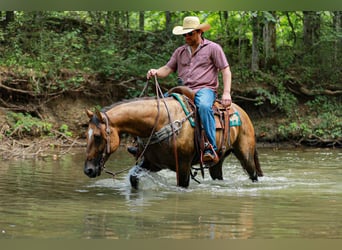 American Quarter Horse, Klacz, 6 lat, 150 cm, Bułana