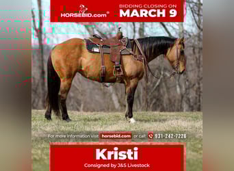 American Quarter Horse, Klacz, 6 lat, 150 cm, Bułana