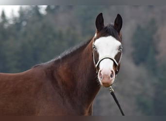 American Quarter Horse, Klacz, 6 lat, 150 cm, Gniada