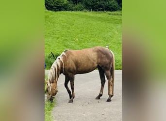 American Quarter Horse, Klacz, 6 lat, 150 cm, Izabelowata