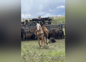 American Quarter Horse, Klacz, 6 lat, 150 cm, Izabelowata