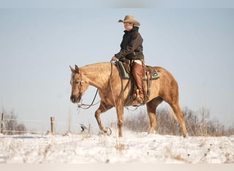 American Quarter Horse, Klacz, 6 lat, 150 cm, Izabelowata