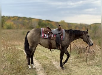 American Quarter Horse, Klacz, 6 lat, 150 cm, Jelenia