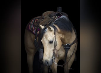 American Quarter Horse, Klacz, 6 lat, 150 cm, Jelenia