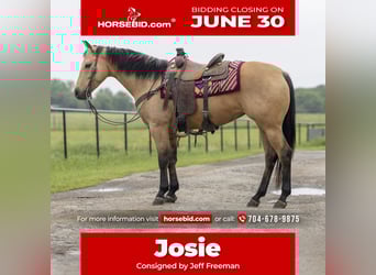 American Quarter Horse, Klacz, 6 lat, 150 cm, Jelenia