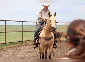 American Quarter Horse, Klacz, 6 lat, 150 cm, Jelenia