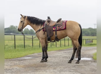 American Quarter Horse, Klacz, 6 lat, 150 cm, Jelenia