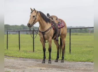 American Quarter Horse, Klacz, 6 lat, 150 cm, Jelenia