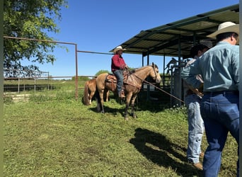 American Quarter Horse, Klacz, 6 lat, 150 cm, Jelenia
