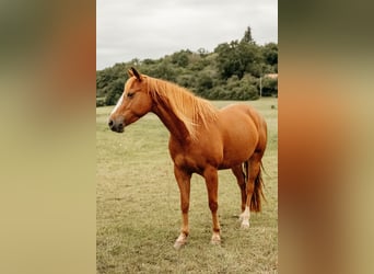 American Quarter Horse, Klacz, 6 lat, 150 cm, Kasztanowata