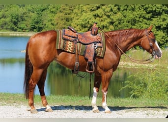 American Quarter Horse, Klacz, 6 lat, 150 cm