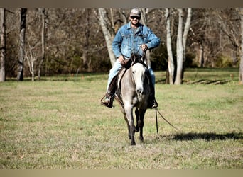 American Quarter Horse, Klacz, 6 lat, 150 cm, Siwa jabłkowita