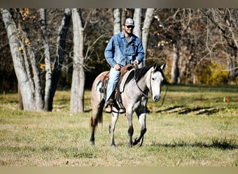 American Quarter Horse, Klacz, 6 lat, 150 cm, Siwa jabłkowita