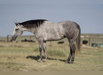 American Quarter Horse, Klacz, 6 lat, 150 cm, Siwa