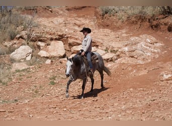 American Quarter Horse, Klacz, 6 lat, 150 cm, Siwa