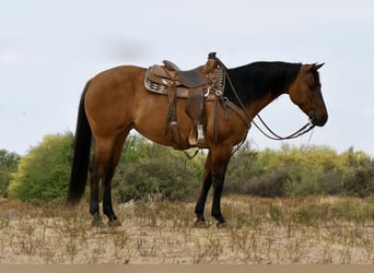 American Quarter Horse, Klacz, 6 lat, 152 cm, Bułana