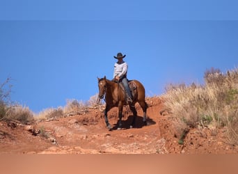 American Quarter Horse, Klacz, 6 lat, 152 cm, Bułana
