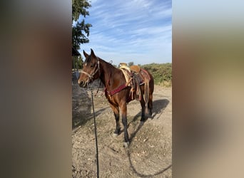 American Quarter Horse Mix, Klacz, 6 lat, 152 cm, Ciemnokasztanowata