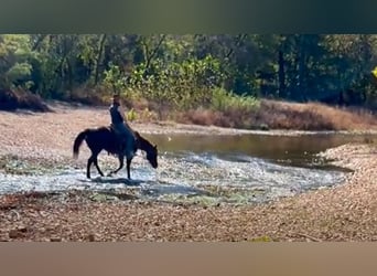 American Quarter Horse, Klacz, 6 lat, 152 cm, Ciemnokasztanowata