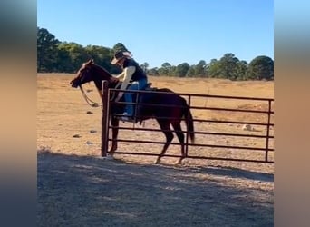 American Quarter Horse, Klacz, 6 lat, 152 cm, Ciemnokasztanowata