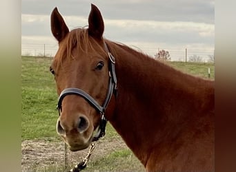 American Quarter Horse, Klacz, 6 lat, 152 cm, Ciemnokasztanowata