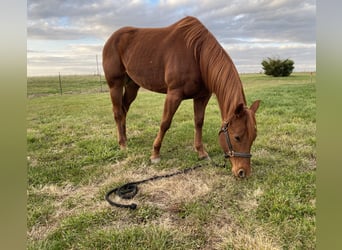 American Quarter Horse, Klacz, 6 lat, 152 cm, Ciemnokasztanowata