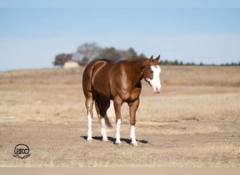 American Quarter Horse, Klacz, 6 lat, 152 cm, Cisawa