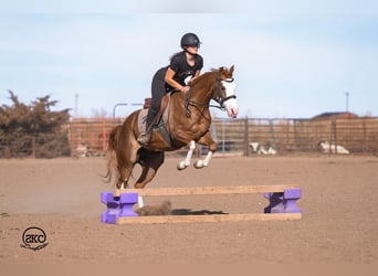 American Quarter Horse, Klacz, 6 lat, 152 cm, Cisawa