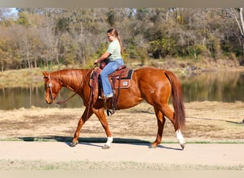 American Quarter Horse, Klacz, 6 lat, 152 cm, Cisawa